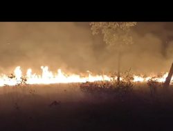 Taman Nasional Way Kambas Lampung Hangus Di Makan Si Jago Merah