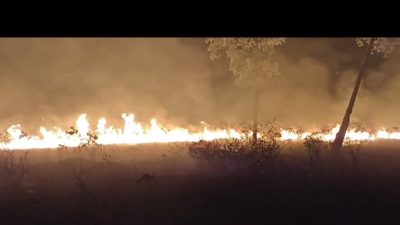 Taman Nasional Way Kambas Lampung Hangus Di Makan Si Jago Merah