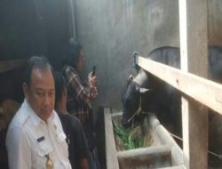 Pemkot Bandar Lampung Dapat Bantuan Sapi Kurban Dari Presiden RI Seberat 900 Kg