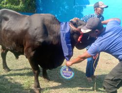 Walikota Eva Dwiana Salurkan 93 Hewan Qurban