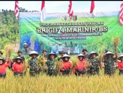 Gebyar Panen Raya Padi : Wujud Nyata TNI AL Dukung Ketahanan Pangan Nasional