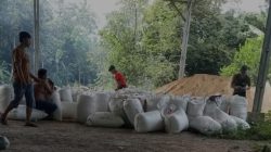 Di Duga Mafia Penyelundupan Bahan Pakan Ternak Dari Pelabuhan Panjang Makin Merajalela