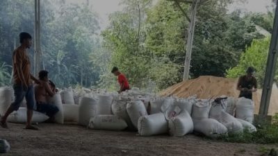 Di Duga Mafia Penyelundupan Bahan Pakan Ternak Dari Pelabuhan Panjang Makin Merajalela