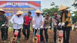 Syukron Muchtar Ikuti Tanam Raya Jagung Serentak di Pesawaran